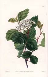 Aubépine ou épine blanche, originaire d