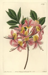 Azalée pontique jaune - Azalée jaune, Rhododendron luteum