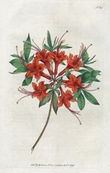 Azalée à fleurs nues (lithographie de Sydenham Edwards, Botanical Magazine de William Curtis)