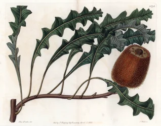 Banksia gardneri, Australie