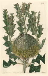 Banksia speciosa, originaire d