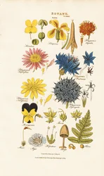 Classification botanique et représentants des différents groupes de plantes
