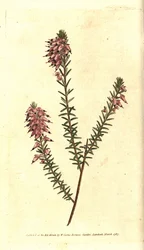 Bruyère carnée