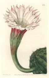 Cactus oursin ou boule de Moïse, en fleur, originaire du Brésil - du Botanical Register