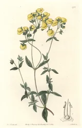 Calceolaire ou petit chausson ou bourse de dame, originaire du Chili - du Botanical Register