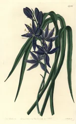 Camassie - Camassia quamash