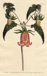 Fleur de cloche des Canaries, avec fleurs jaunes veinées de rose