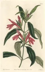 Carmantine, natif du Brésil