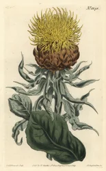 Centaurea à grosse tête