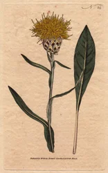 Centaurea à feuilles de pastel