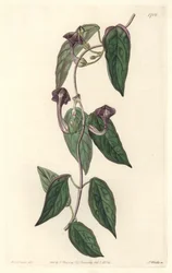 Ceropegia élégante, originaire d