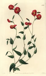 Chorizema ovatum
