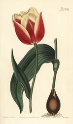 Tulipe Claramond