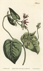 Liane à lait, Matelea obliqua. Gravure à la main en couleur par F. Sansom Jr. d