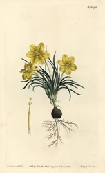 Fleur d