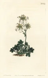 Potentille de Clusius