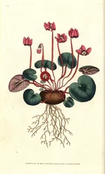 Cyclamen de Cos ou du Caucase - Cyclamen coum