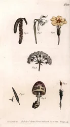 Différents calices : primevère, perce-neige, noisette, cike, herbe, champignon et mousse. Gravure sur cuivre coloriée, illustration de Sydenham Edwards (1768-1819) pour les conférences de botanique, jardin botanique de Lambeth (Angleterre)