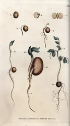 Différentes étapes de germination des graines de pois et de haricot commun