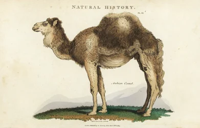 Dromadaire - Dromadaire arabe ou chameau à une bosse, Camelus dromedarius. Gravure sur cuivre coloriée à la main d