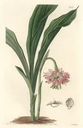 Orchidée terrestre, originaire du Sri Lanka - du Botanical Register