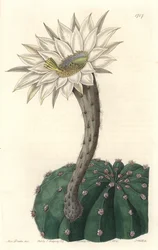 Echinocactus eyriesii, cactus en fleur, originaire du Mexique (illustration de Sarah Anne Drake)