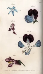 Floraison de bourrache officinale et pois (légumineuses). Gravure sur cuivre coloriée, illustration de Sydenham Edwards (1768-1819) pour les conférences de botanique, jardin botanique de Lambeth (Angleterre)
