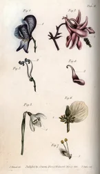 Fleurs d