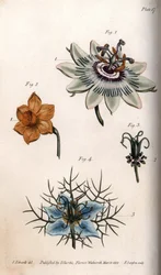 Fleurs de fruit de la passion, narcisse et nigelle (illustration de Sydenham Edwards)