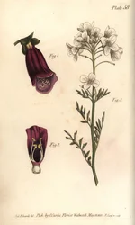 Digitale pourpre, Digitalis purpurea, Didynamia