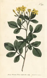 Jasmin odorant - Jasmin le plus odorant, Jasminum odoratissimum. Gravure sur cuivre coloriée à la main par Sansom d