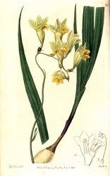 Freesia refracta (Tritonia réfractée, Tritonia refracta). Gravure sur cuivre coloriée à la main par Smith d