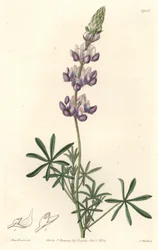Lupin de jardin, originaire de Californie - Gravure par S. Watts d
