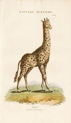Girafe