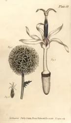 Chardon globe