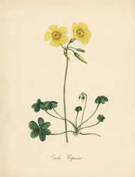 Oxalis caprina (illustration de Sydenham Edwards, lithographie de C. Chabot)
