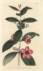Groseillier