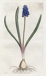 Muscari - Lithographie de Sydenham Edwards, planche du Botanical Magazine de William Curtis
