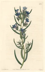 Gremil à feuilles de romarin, originaire de Sicile - du Botanical Register