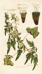 Espèces de plantes et de mousses à graines en forme de cœur