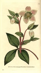 Hellébore livide
