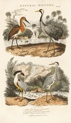 Hérons et grues dans leurs habitats humides