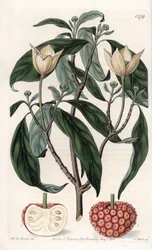 Cornouiller de l