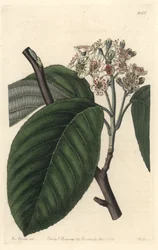 Frêne de l