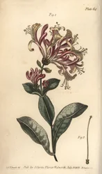 Chèvrefeuille