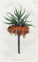 Fritillaire impériale (lithographie de Sydenham Edwards, Botanical Magazine de William Curtis)