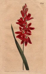 Ixia écarlate ou fleur étalée, couleur écarlate foncée. Ixia patens. Gravure à la main en cuivre d