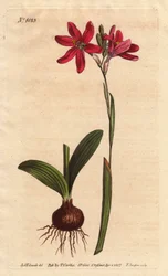Ixia rose