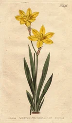 Ixia couleur soufre, avec fleurs jaune citron vif