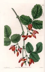 Kennedia macrophylla, plante originaire d
